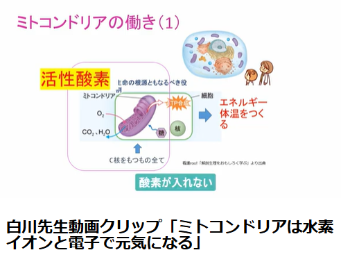 ミトコンドリアの働き